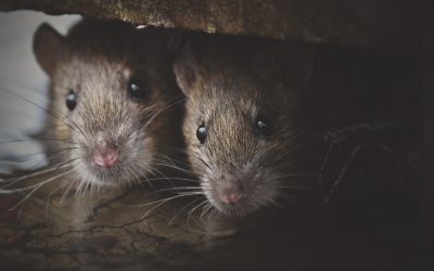 Why are rodent infestations increasing during the Covid-19 pandemic?