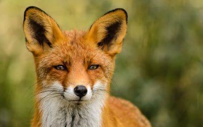 Rabbit and Fox Control