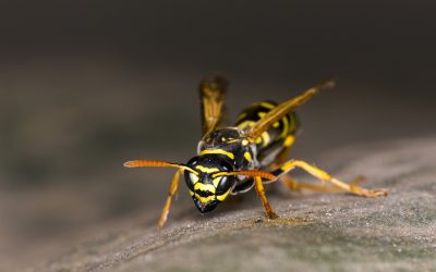 Queen Wasps – When Pests Make Your Home Their Own!