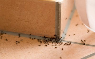 Ant Treatments