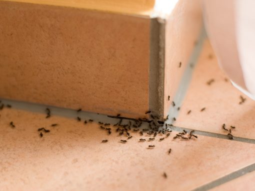 Ant Treatments