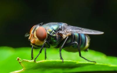 Fly Control