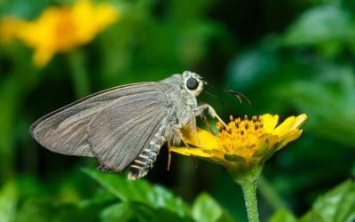 Moth Control