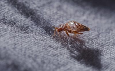 Bed Bug Treatments