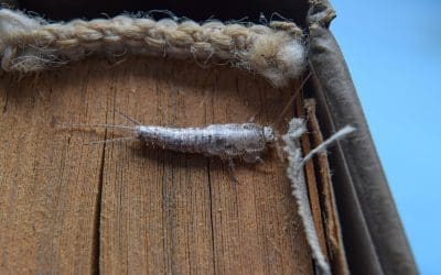 Other Insects
