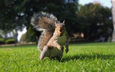 Squirrel Control