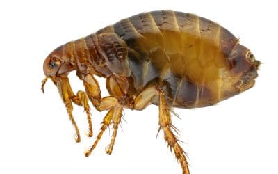 Flea Treatments