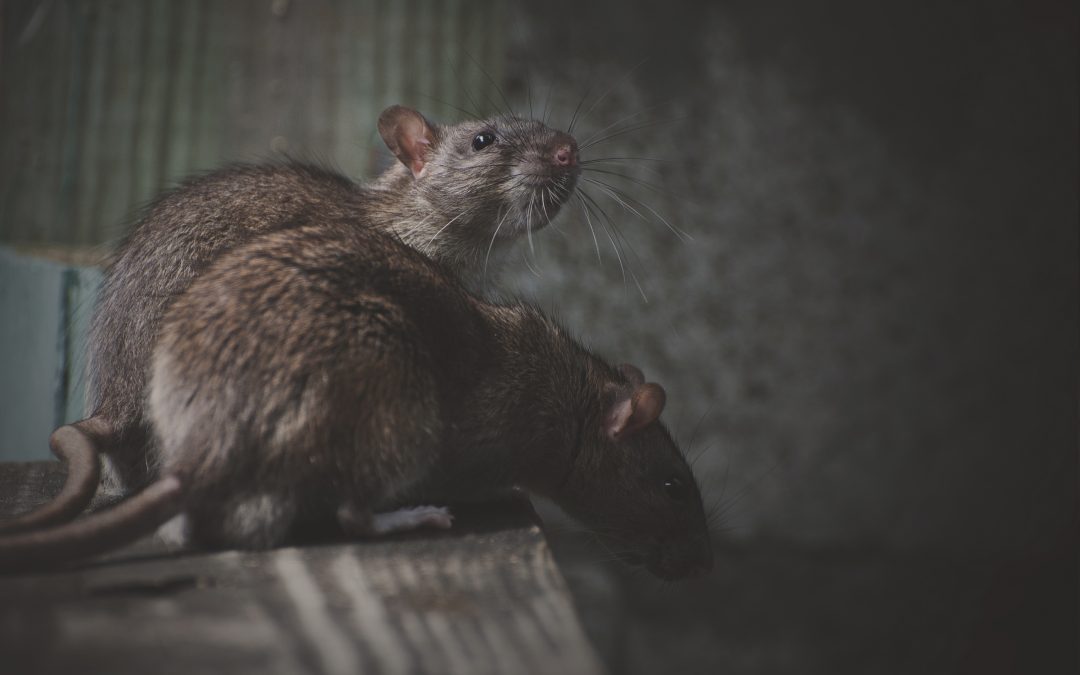 Drain Defect – Rat Infestation in Stroud