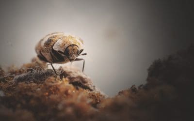 Carpet Beetle Treatments