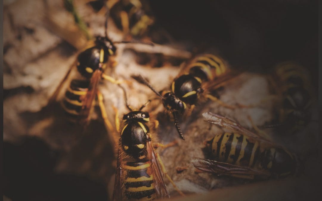 Wasps