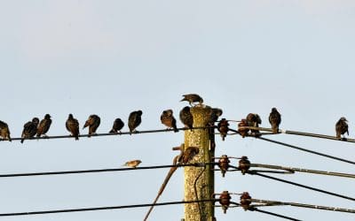 Bird Pest Control