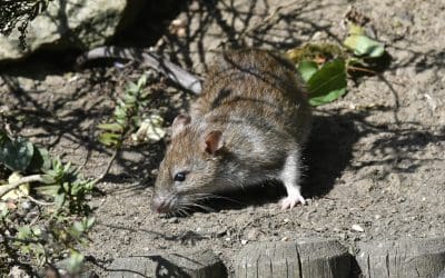 Rat Extermination