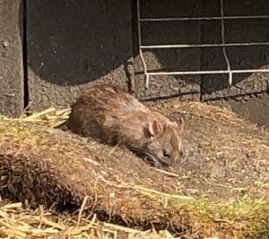 Rat in garden