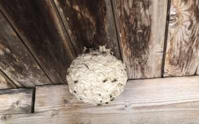 Wasp Nest – 0, Pest Control – 1 in Stonehouse
