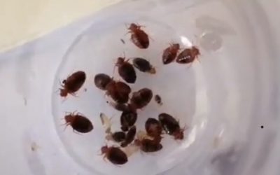 Bugged by Bed Bugs!