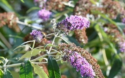 Secrets of the Bees!