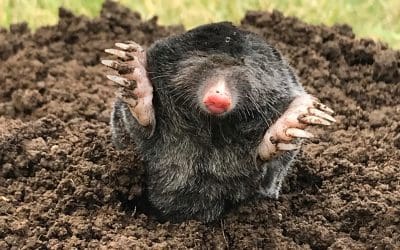 Mole Control