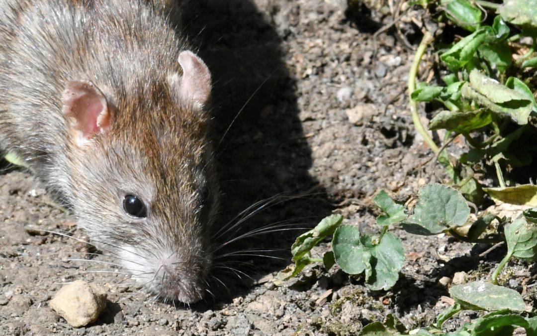 Rodent Treatments in Stroud, Cirencester & Chalford