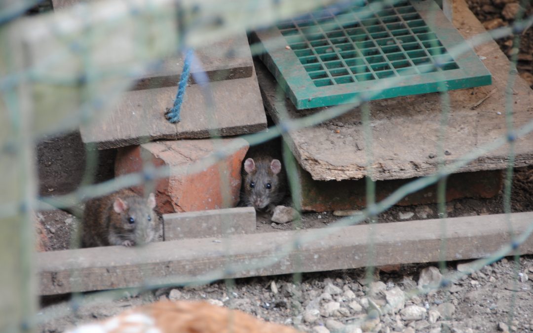 Rats in chicken coop