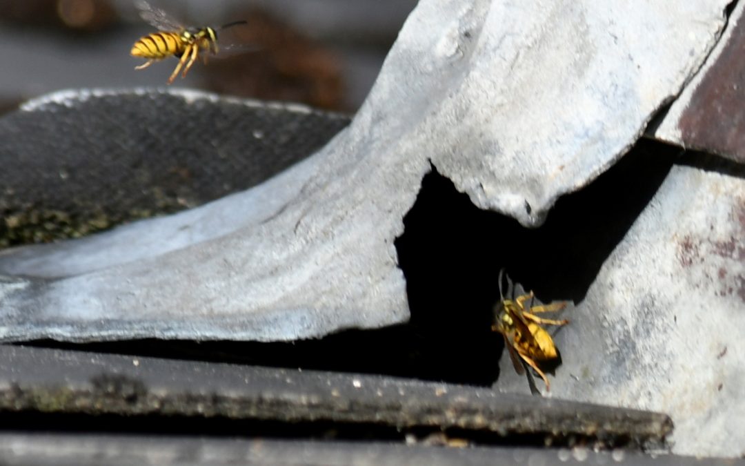 Wasps on Chimney