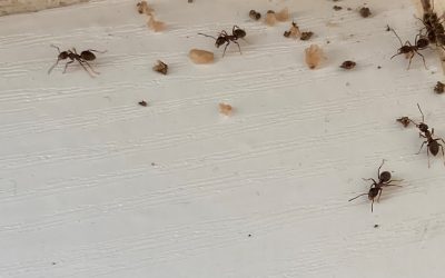 Ant Treatment in Thornbury