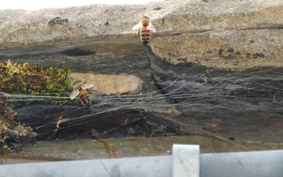 Honey Bees in Cheltenham
