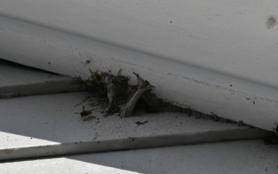 Wasp Nest Treatment in Dursley