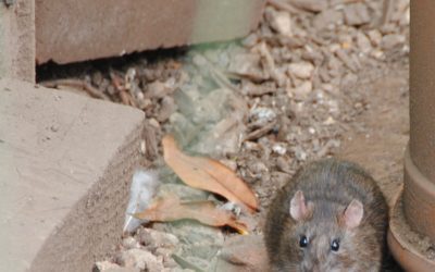 Rat Treatment in Berkeley