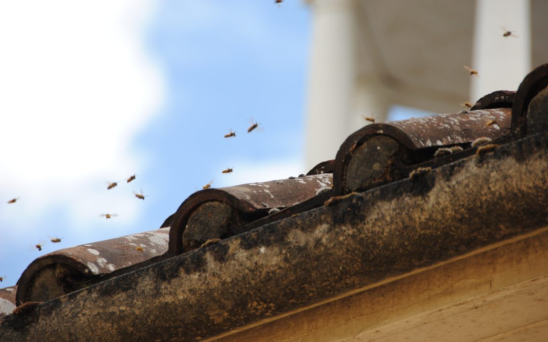 Wasp Nest Treatment in Cirencester