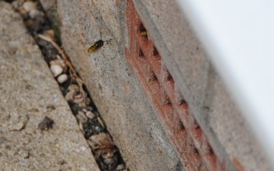 Wasp Nest Treatment in Tetbury