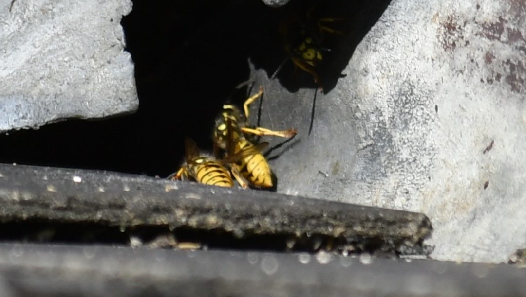 Emergency Wasp Nest Treatment in Cheltenham