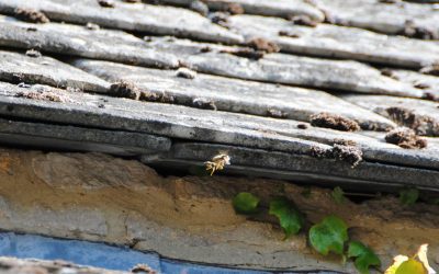 Wasp Nest Treatment in Slimbridge