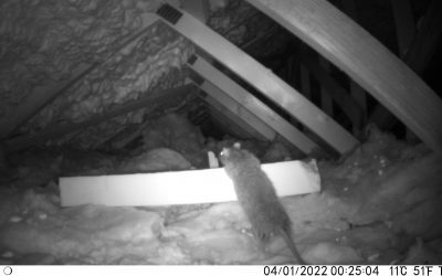 Camera Survey and Rat Treatment in Stroud