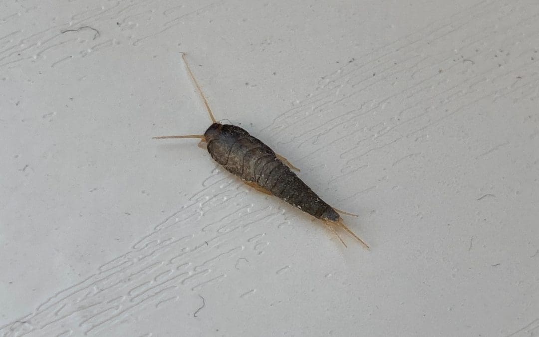 Silverfish