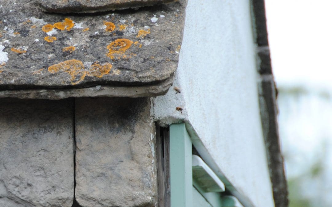 Wasp Nest Amberley