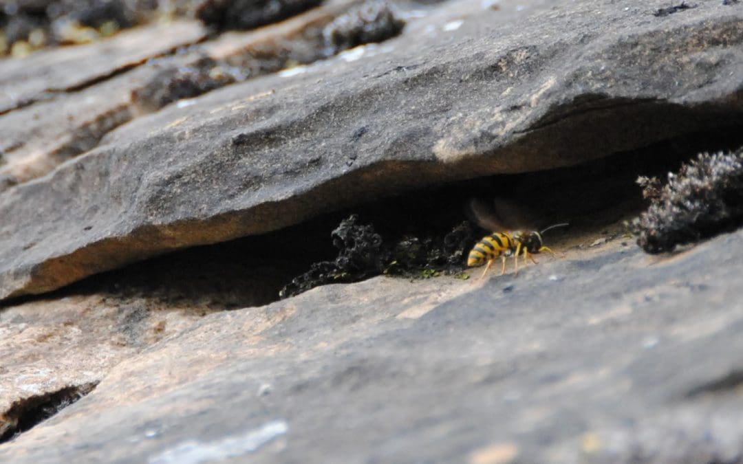 Wasp Nest Chalford