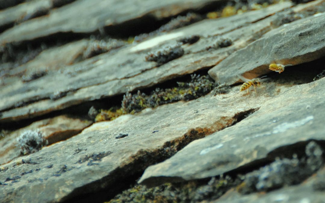 Wasp Nest Thornbury