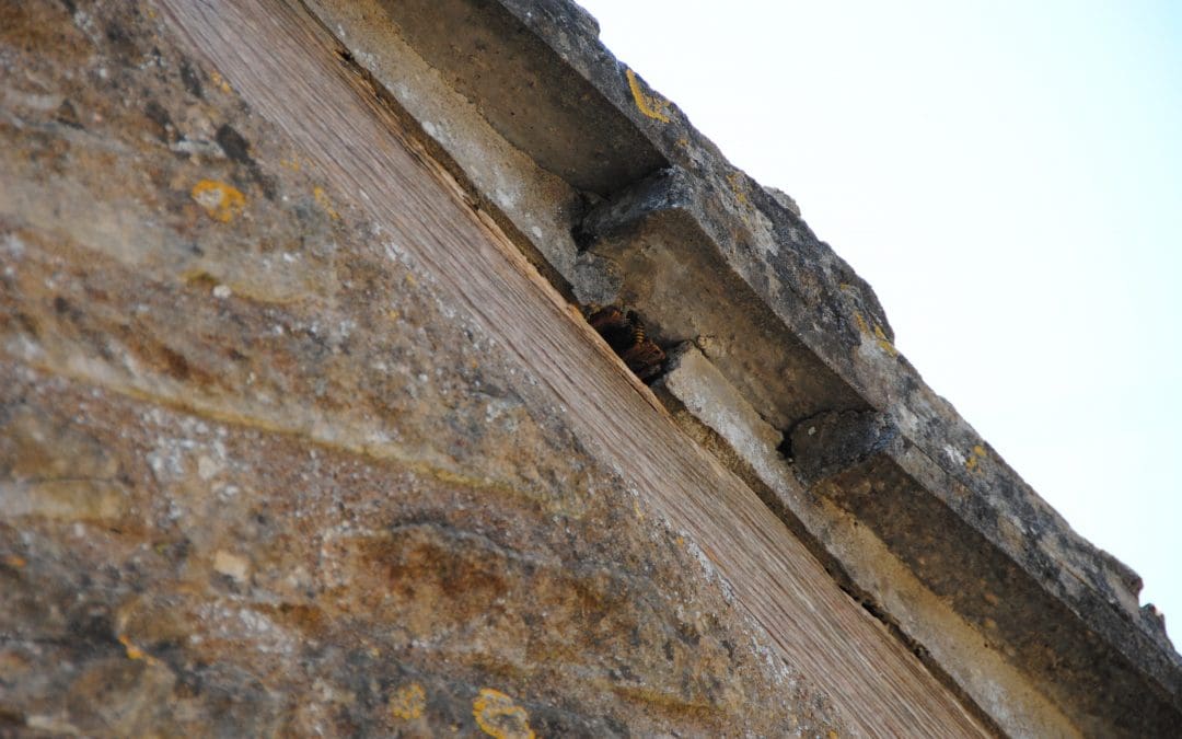 Wasp Nest Treatment South Cerney