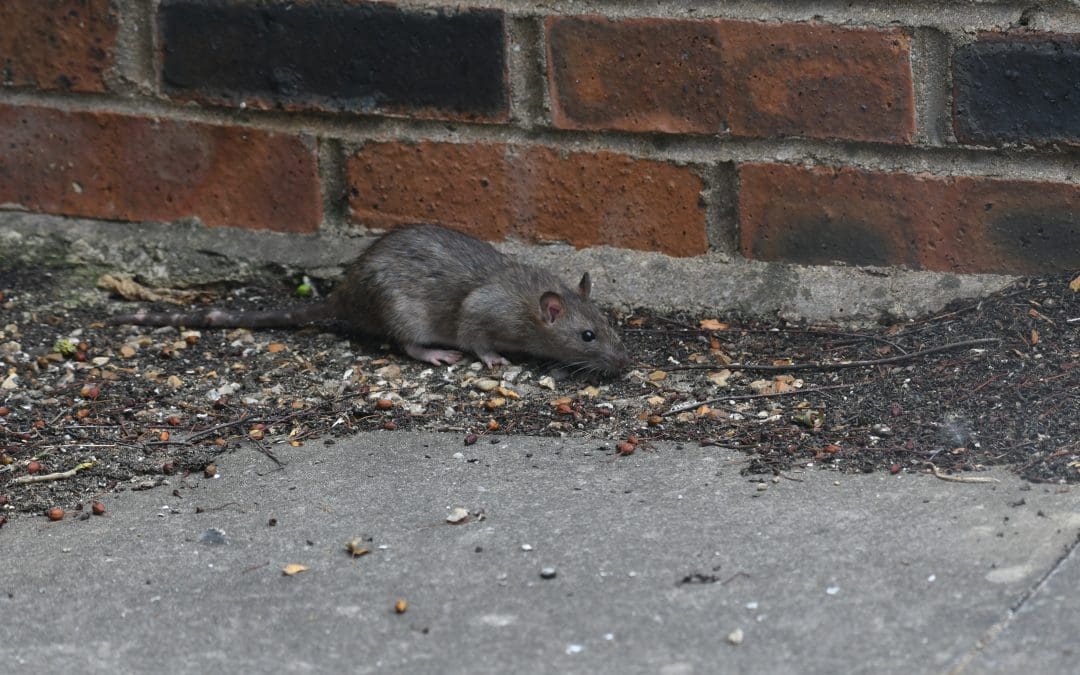 Rat Control in Cheltenham