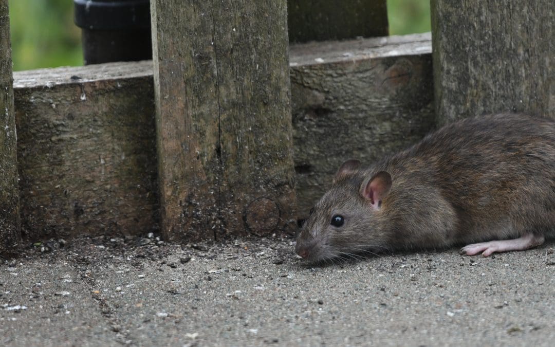 Rat in Fromebridge garden