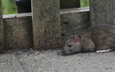 Rat Control in Fromebridge