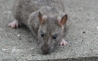 Rat Treatment in Gloucester