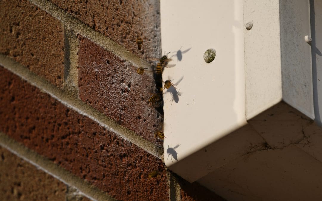 Wasp Nest in Stonehouse