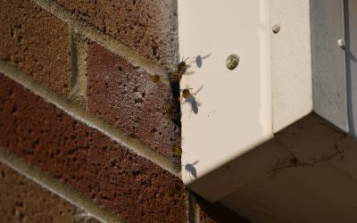 Wasp Nest Treatment in Stonehouse