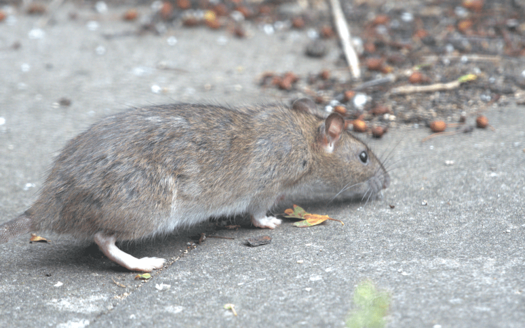 Rat Treatment in Dursley