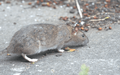 Rat Control in Dursley