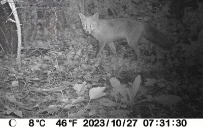 Fox Control in Cheltenham