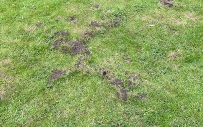 Mole Control in Cheltenham