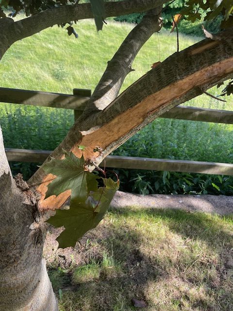 Squirrel Damaged Tree Stroud 1