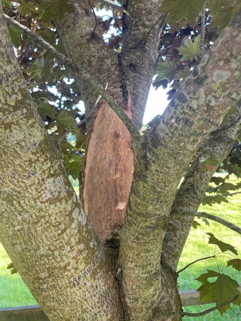 Squirrel Damaged Tree Stroud 2